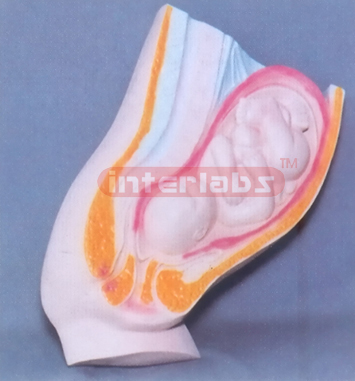 HUMAN MATERNITY WOMB MEATUS SPLAY MODEL